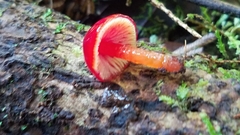 Hygrocybe minutula