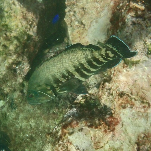 Pacific Graysby (Cephalopholis panamensis)