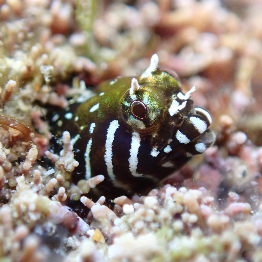 Barcheek Blenny