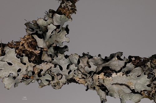 Furchen-Schüsselflechte