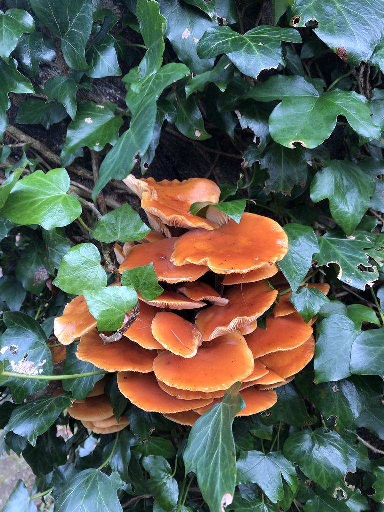 Flammulina · February 2026 · photo: © rebekahbajko (iNaturalist, cc-by)