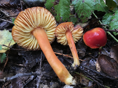 Hygrocybe splendidissima