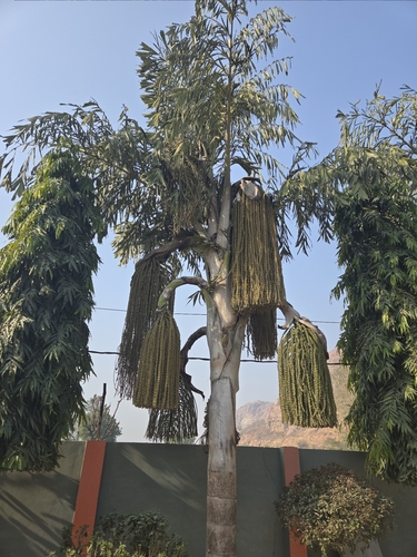 Jaggery palm
