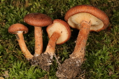 Bonomyces sinopicus