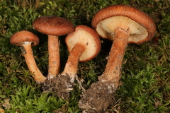 Bonomyces sinopicus
