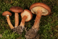Bonomyces sinopicus
