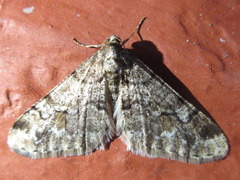 Agriopis dira