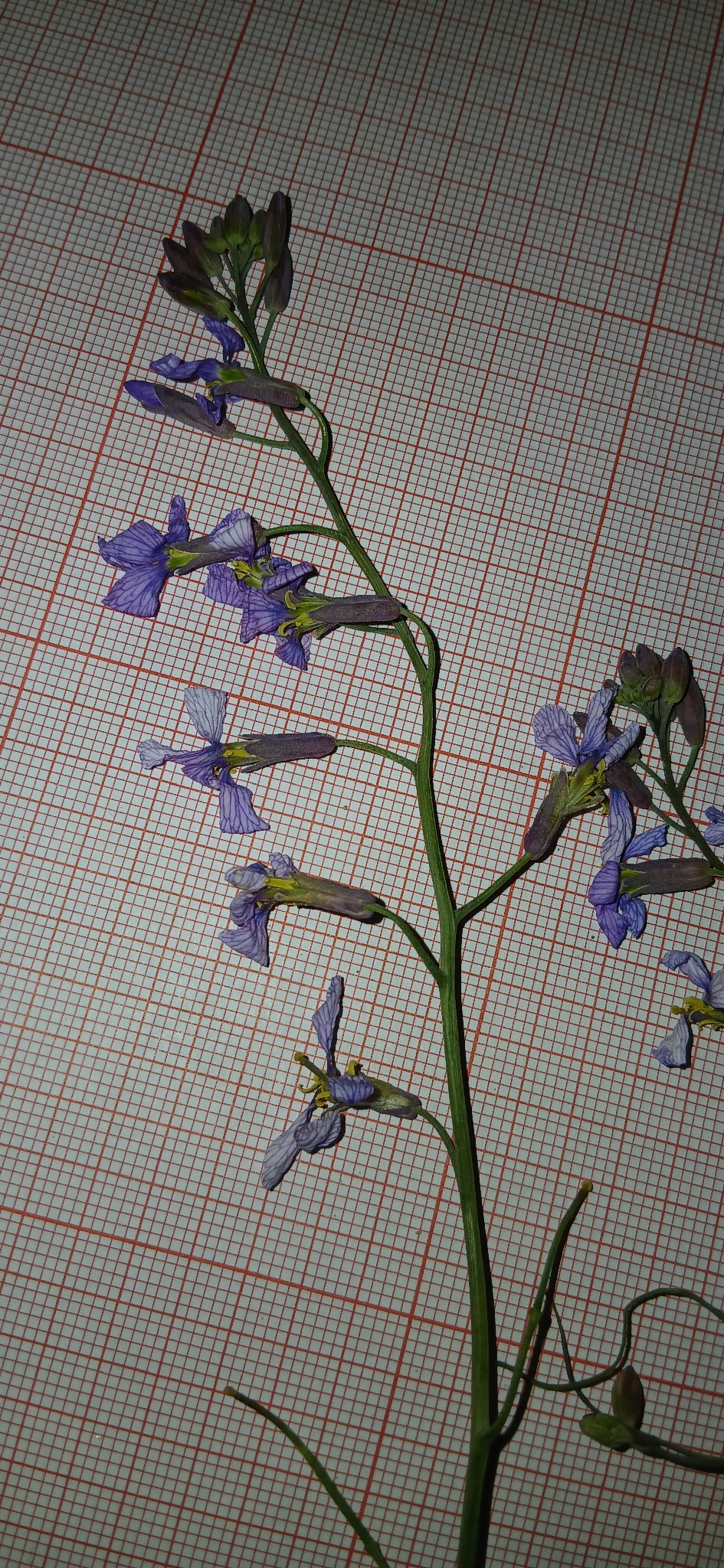 Pseuderucaria teretifolia
