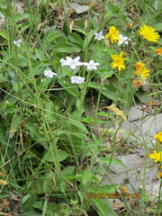 Wahlenbergia albomarginata