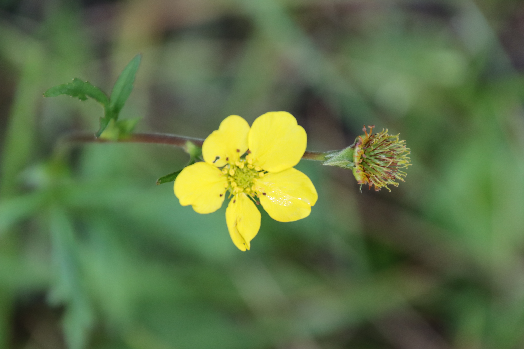 Imagem de Geum magellanicum