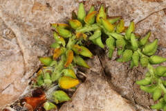 Taphrina johansonii