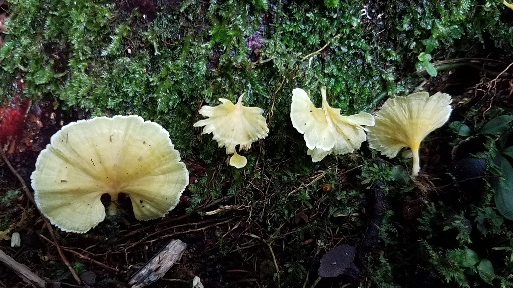 Cotylidia aurantiaca · February 2020 · photo: © alan_rockefeller (iNaturalist, cc-by-sa)