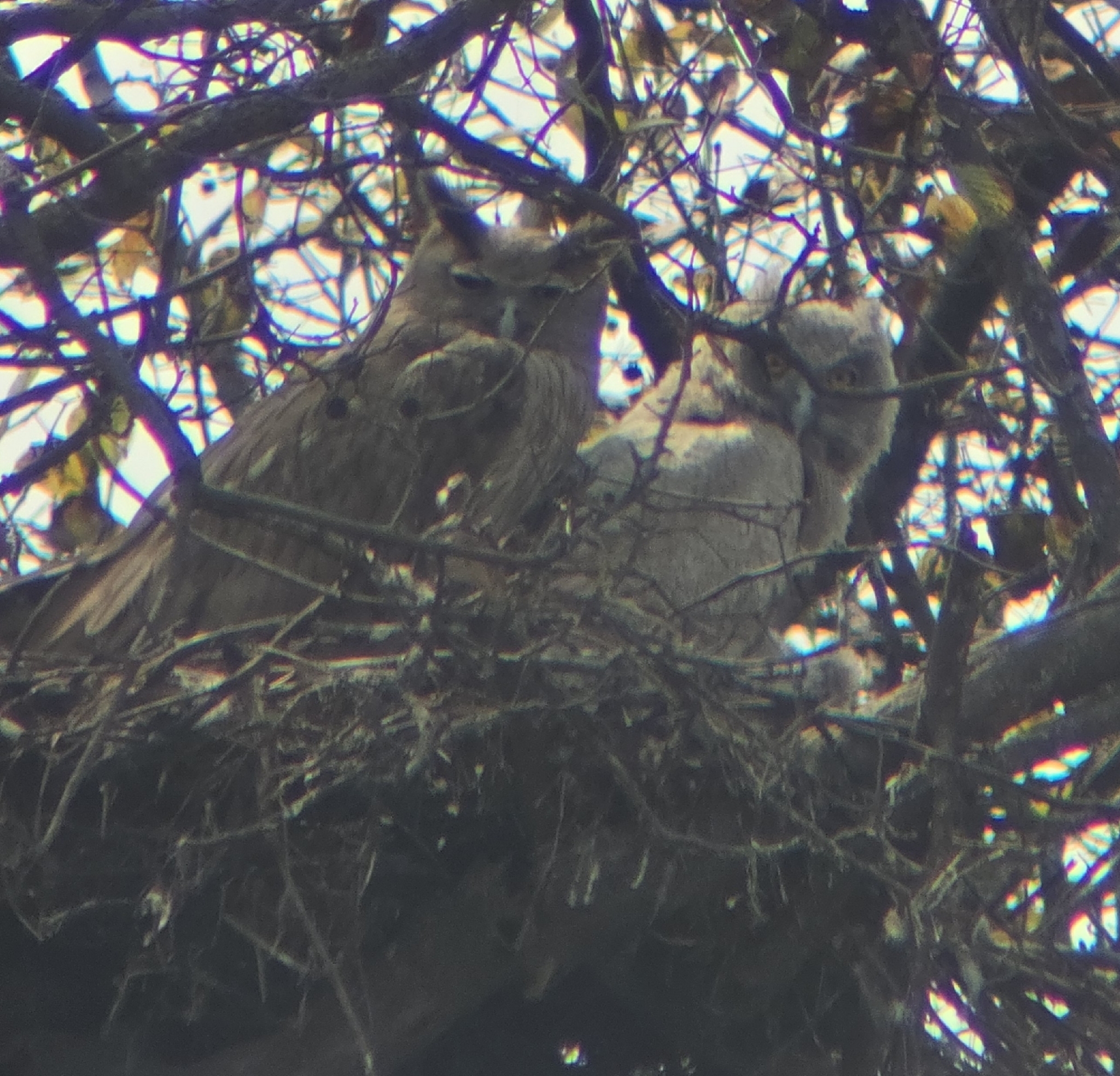 Dusky Eagle-Owl (Ketupa coromanda), photo 1