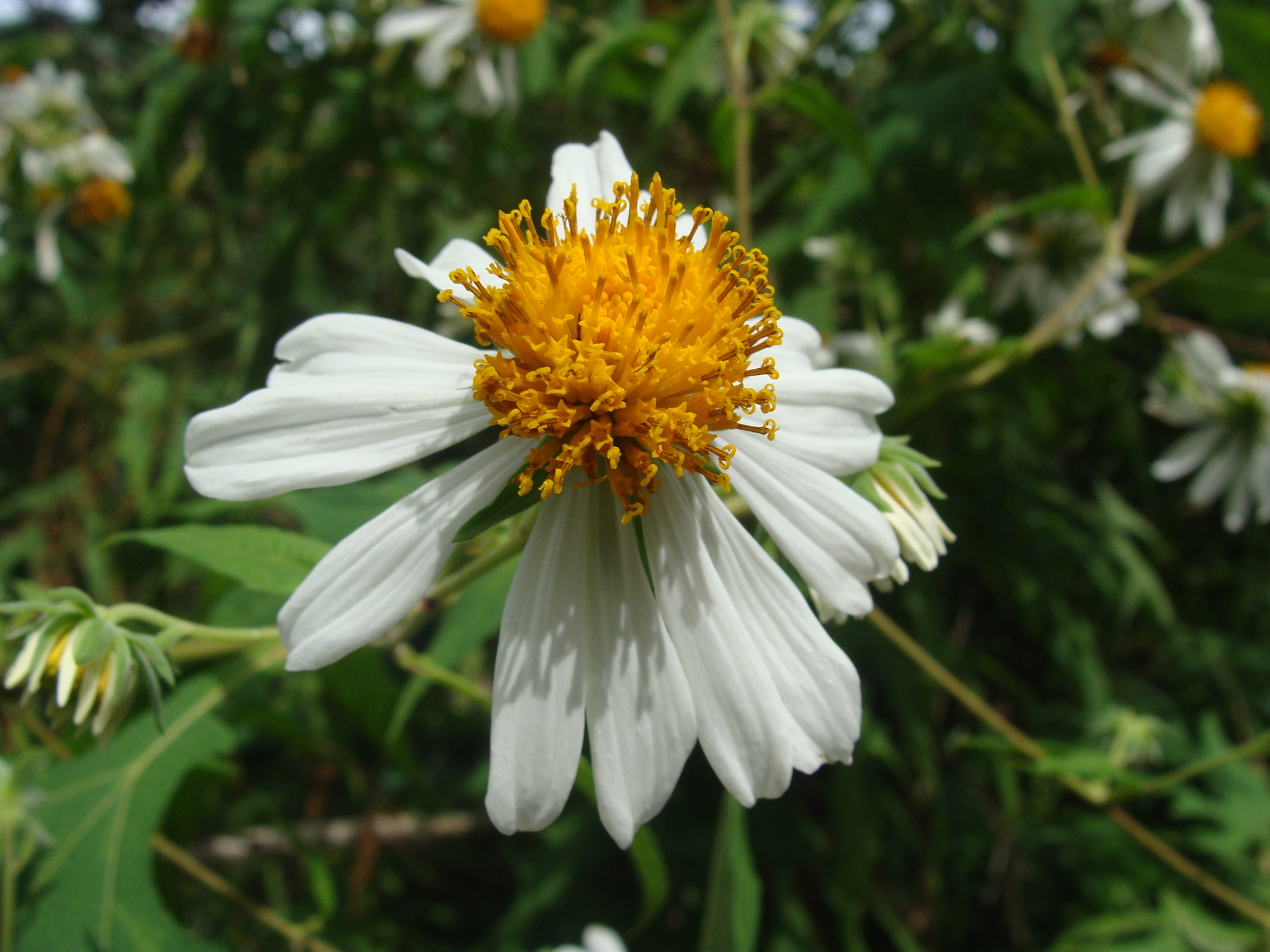 Montanoa Bipinnatifida (Montanoa bipinnatifida)