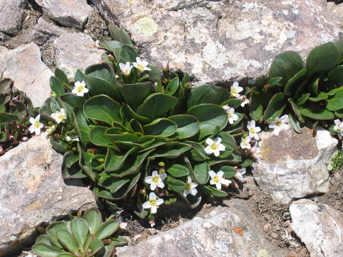 alpine springbeauty (Claytonia megarhiza)