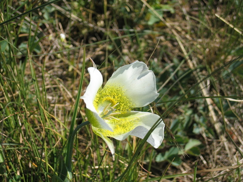 Gunnison's Mariposa Lily (Calochortus gunnisonii)