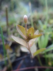 Epilobium chlorifolium
