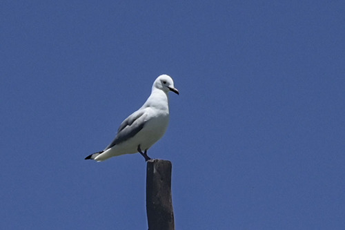 Hartlaub's Gull (Chroicocephalus hartlaubii), photo 7