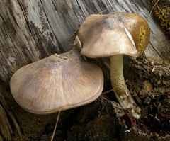 Pluteus orestes