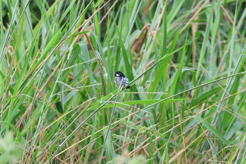 Lesson's Seedeater (Sporophila bouvronides), photo 5