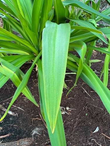 Furcraea foetida observed 2026-02-24