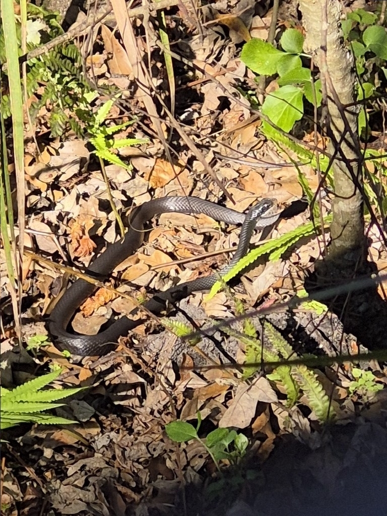 Southern Black Racer from Ridgecrest, FL, USA on February 21, 2026 at ...