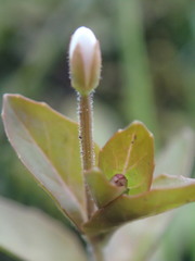 Epilobium chlorifolium