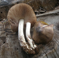 Pluteus orestes