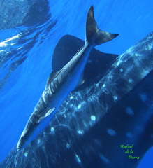 Rachycentron canadum