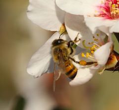 Apis mellifera