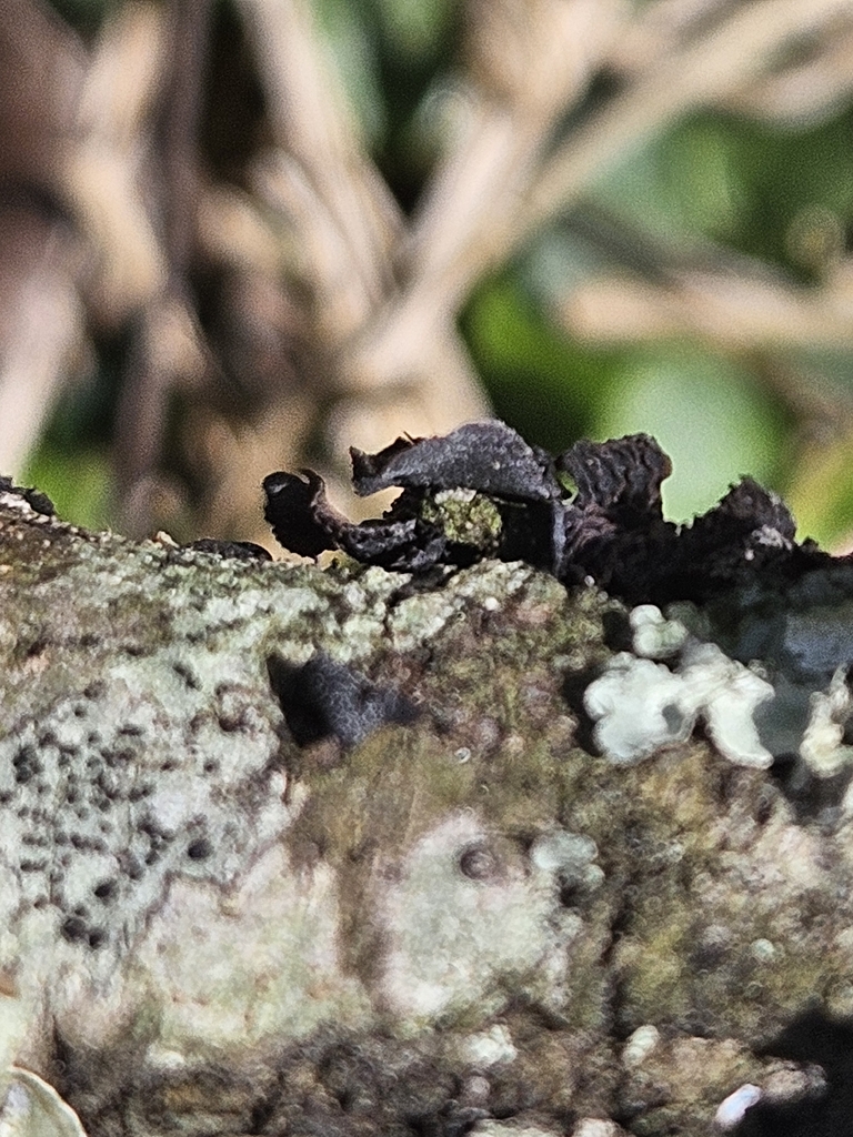 Resupinatus alboniger