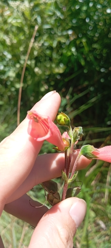 Sinningia elatior