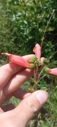 Sinningia elatior