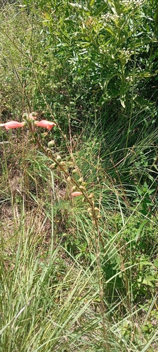Sinningia elatior