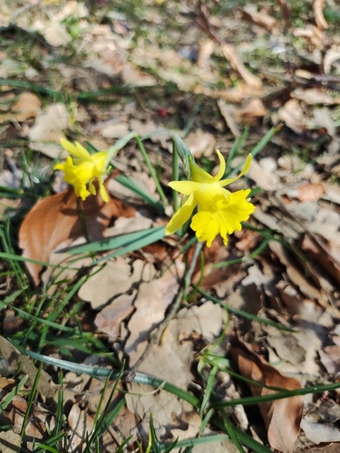 Small-flowered Daffodil