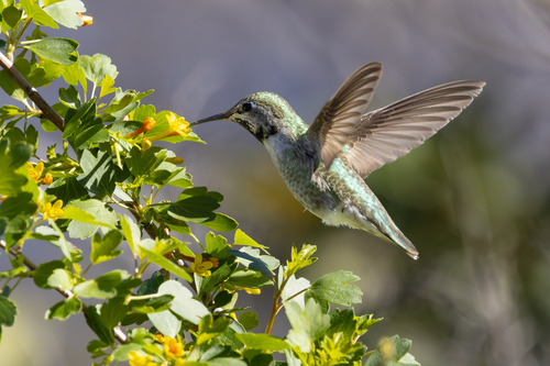 iNaturalist observation photo of Anna's Hummingbird
