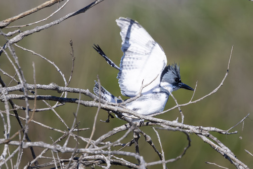 iNaturalist observation photo of Belted Kingfisher