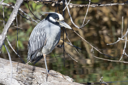 iNaturalist observation photo of Yellow-crowned Night Heron