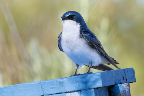 iNaturalist observation photo of Tree Swallow