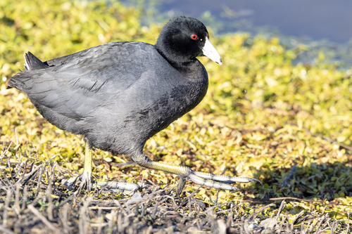 iNaturalist observation photo of American Coot