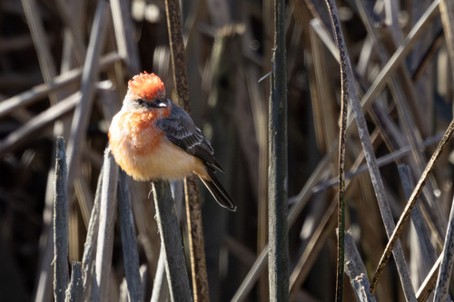 iNaturalist observation photo of Vermilion Flycatcher