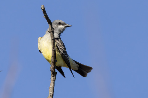iNaturalist observation photo of Cassin's Kingbird