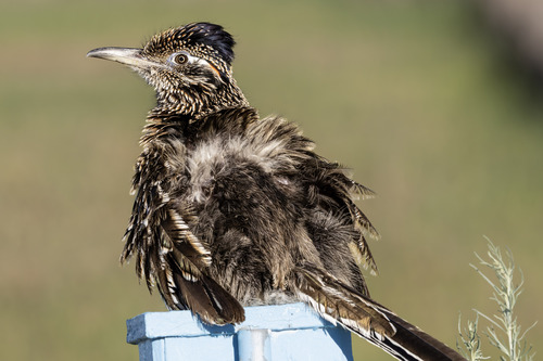 iNaturalist observation photo of Greater Roadrunner