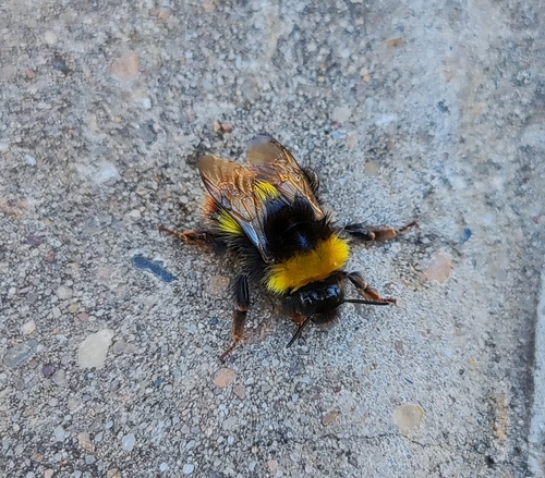 Early Bumble Bee