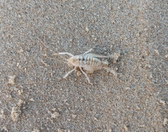 Rhachocnemis validus