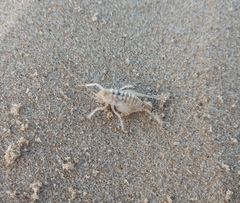 Rhachocnemis validus