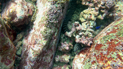 Zebra Moray (Gymnomuraena zebra)
