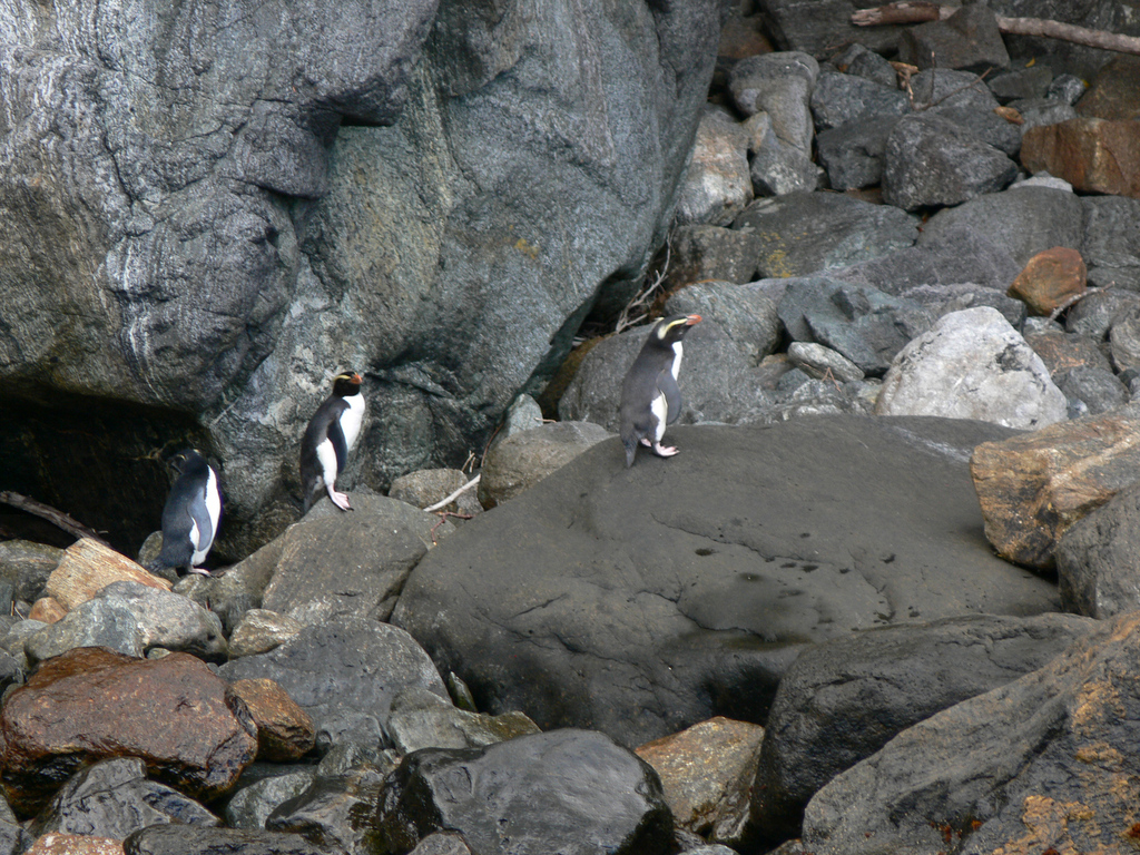 Fiordland crested penguins on a rocky shore