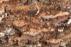 Gloiodon strigosus