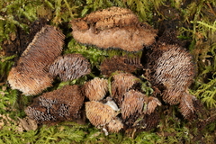 Gloiodon strigosus